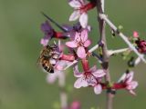 Amygdalus spinosissima