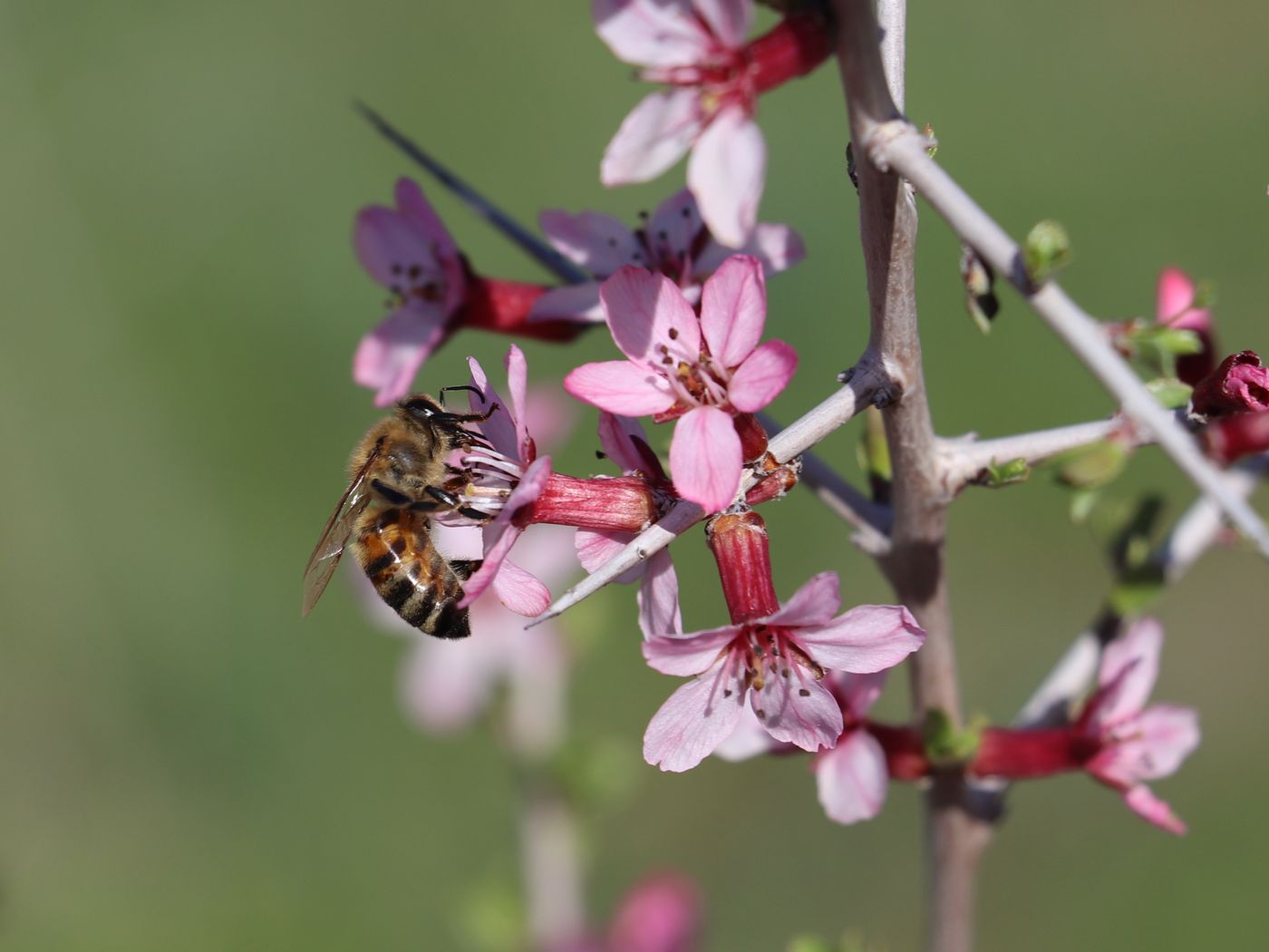 Изображение особи Amygdalus spinosissima.