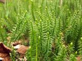 Lycopodium annotinum