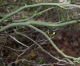 Parkinsonia florida