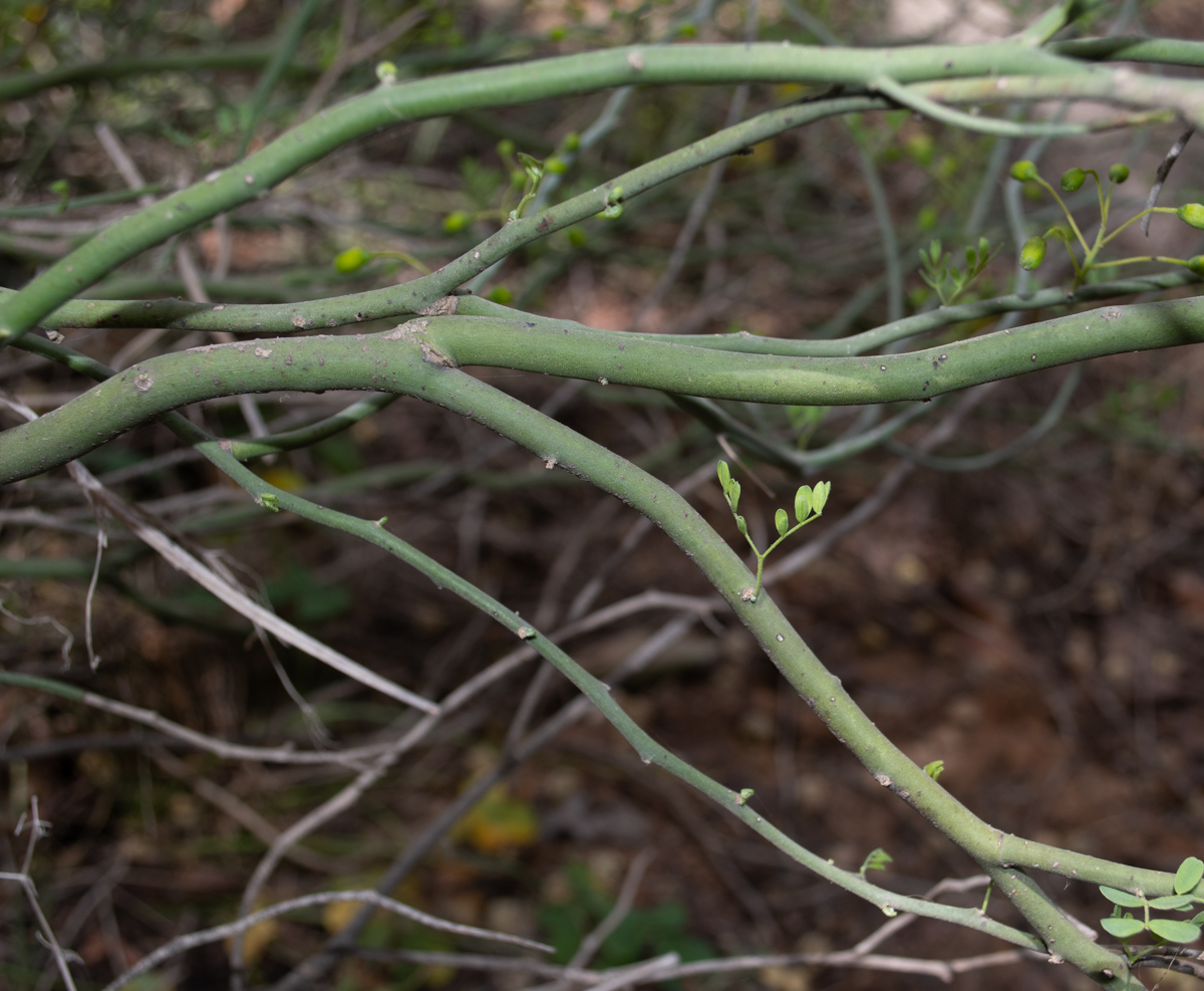 Изображение особи Parkinsonia florida.