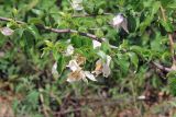 род Bougainvillea. Часть ветви с соцветиями. Мадагаскар, провинция Тулеария, регион Менабе, окр. г. Мурундави, заказник \"Алли Де Баобаб\". 26.11.2019.