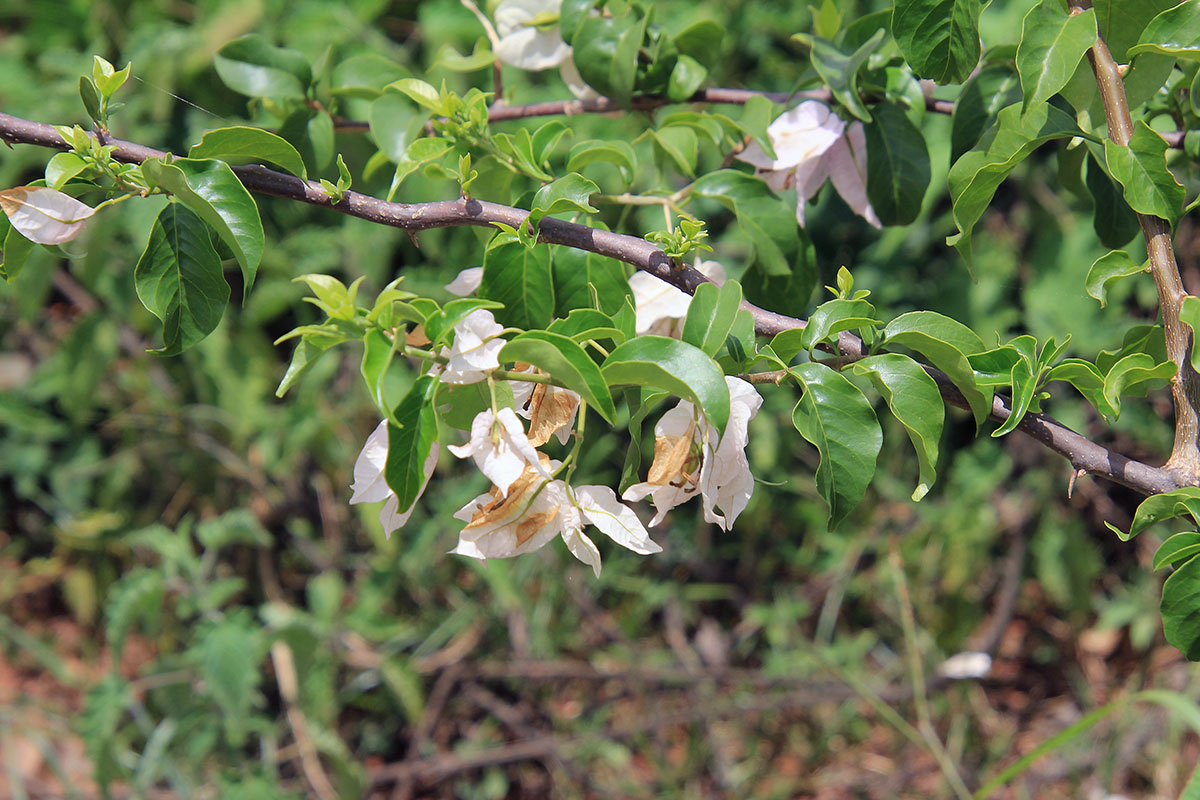 Изображение особи род Bougainvillea.