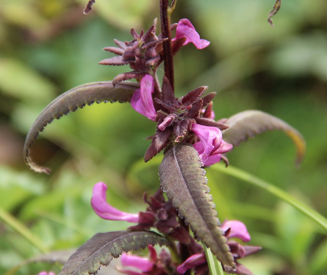 Изображение особи Pedicularis resupinata.