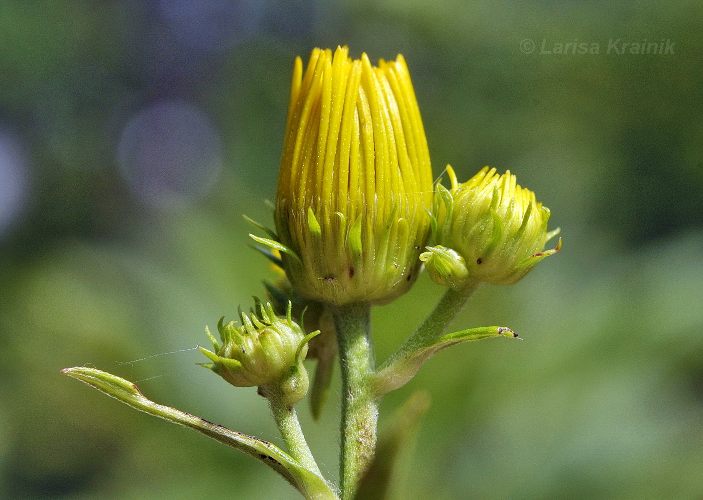 Image of Inula linariifolia specimen.