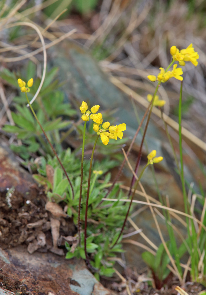 Image of Draba sibirica specimen.