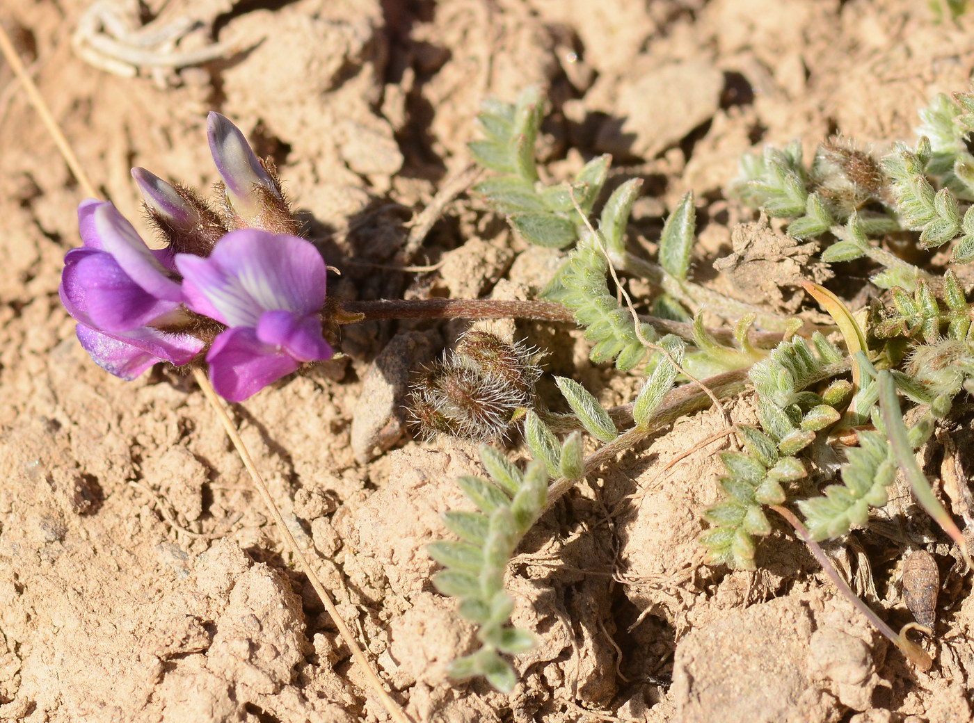 Изображение особи род Oxytropis.