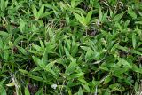 genus Sasa