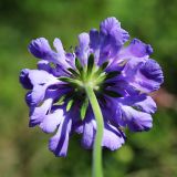 Scabiosa lachnophylla. Соцветие (вид со стороны обёртки). Приморский край, Ольгинский р-н, окр. пос. Тимофеевка, мыс Четырёх Скал, олуговелый каменистый приморский склон. 02.09.2022.