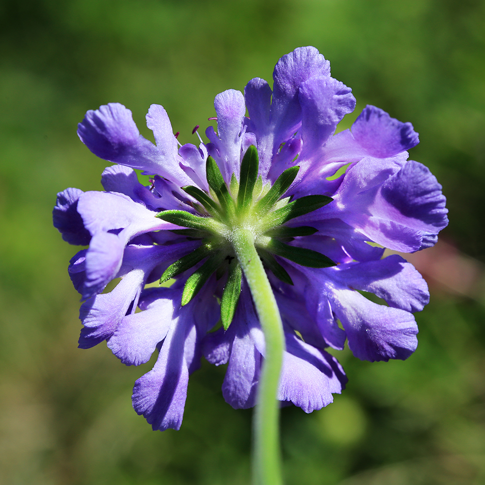 Изображение особи Scabiosa lachnophylla.