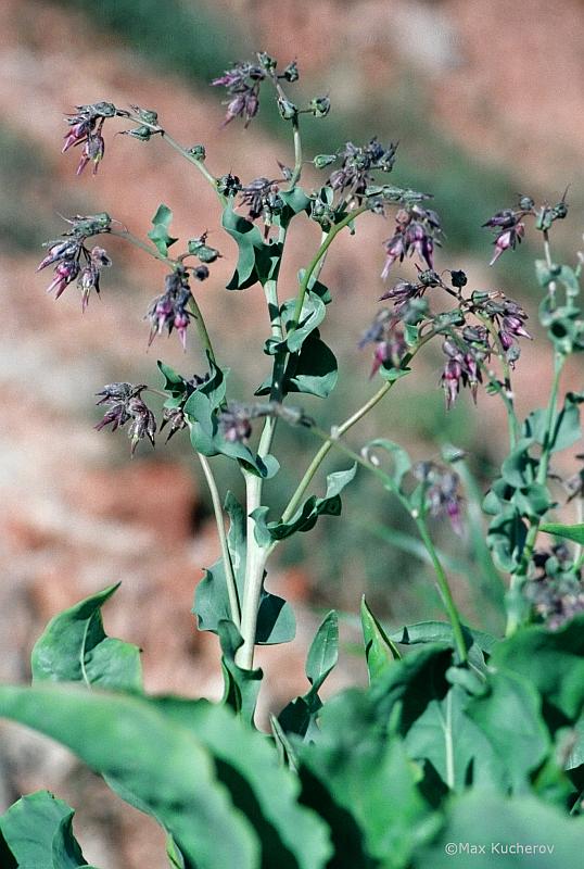Изображение особи Rindera tetraspis.
