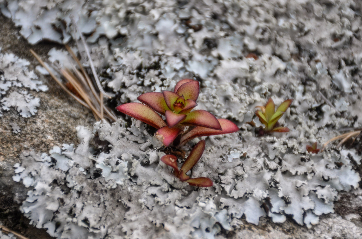 Image of Orostachys maximowiczii specimen.