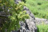 Juniperus oblonga