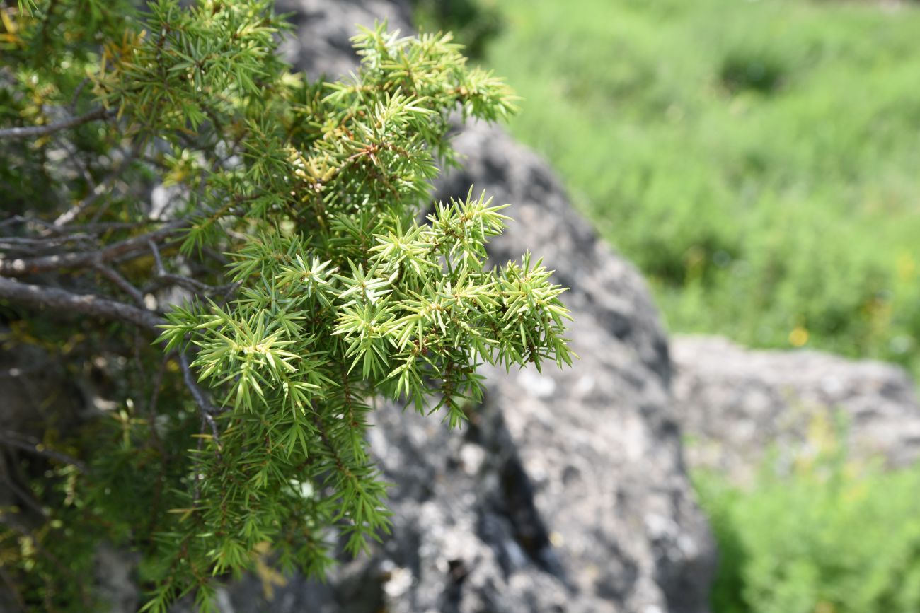 Image of Juniperus oblonga specimen.