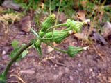 Sonchus asper