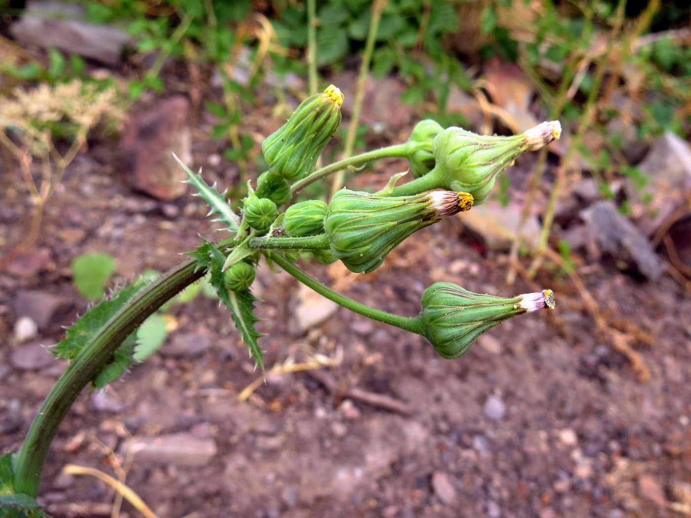 Image of Sonchus asper specimen.