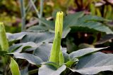 Datura innoxia