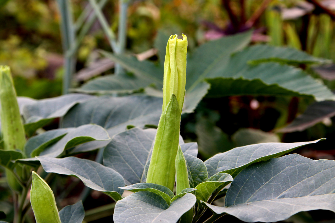 Изображение особи Datura innoxia.