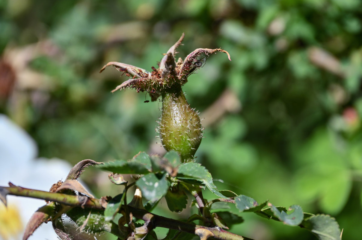 Image of Rosa fedtschenkoana specimen.