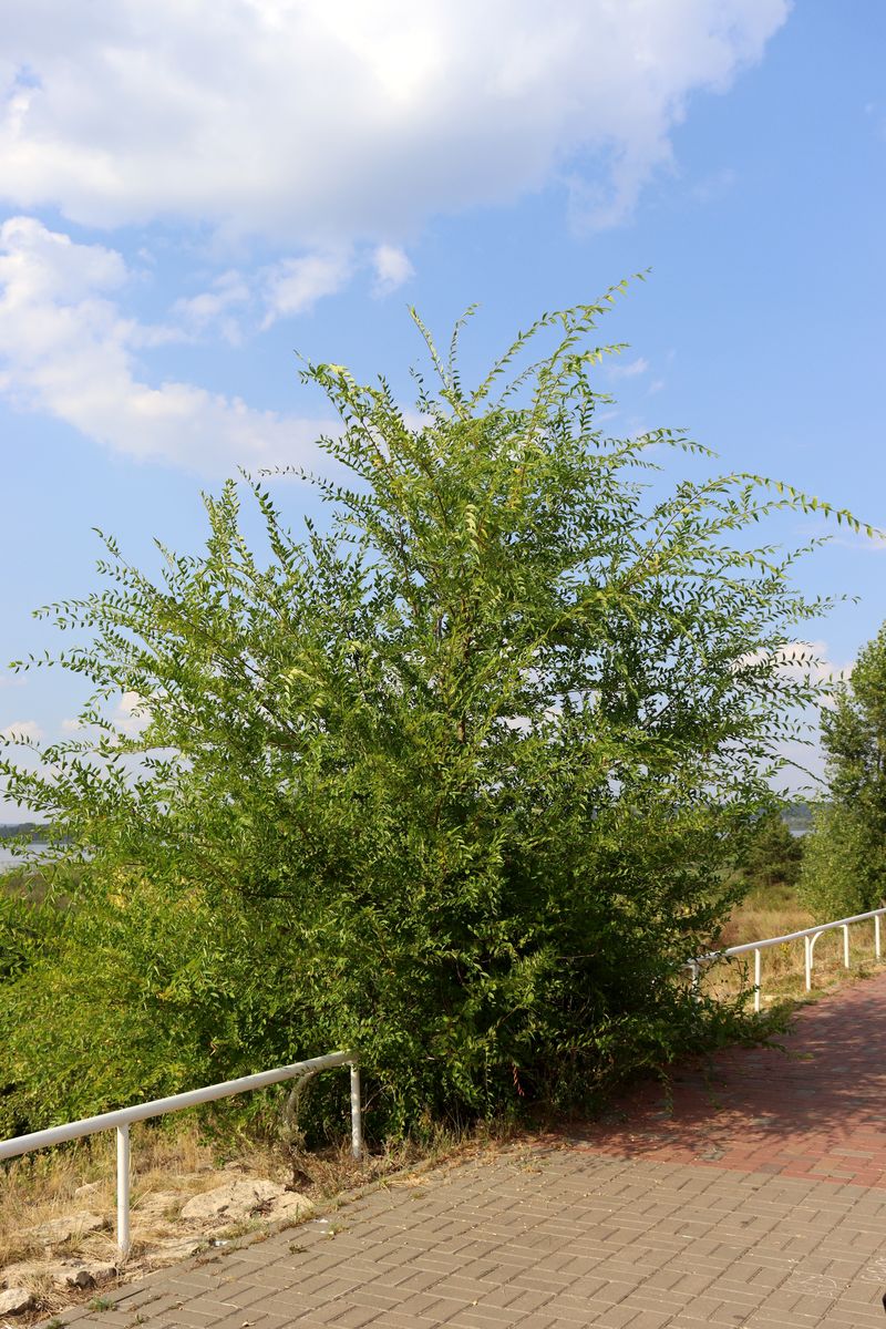 Image of Ulmus pumila specimen.