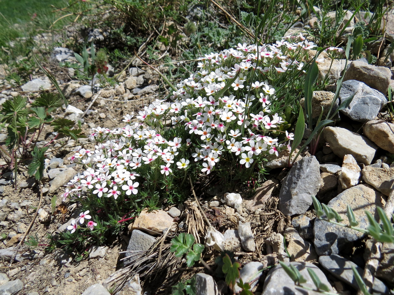 Image of Androsace sericea specimen.