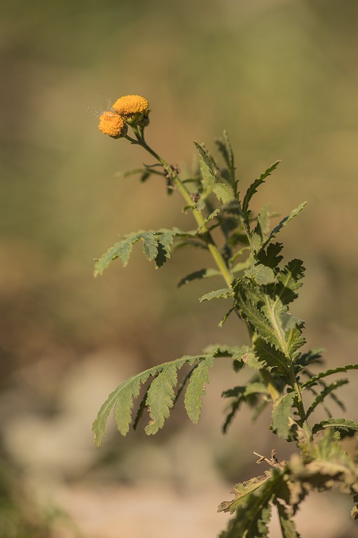 Изображение особи Tanacetum vulgare.