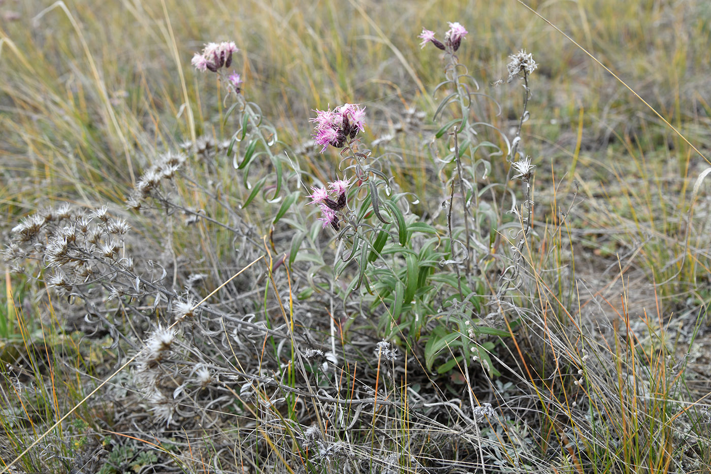 Изображение особи Saussurea salicifolia.