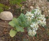 Euphorbia marginata