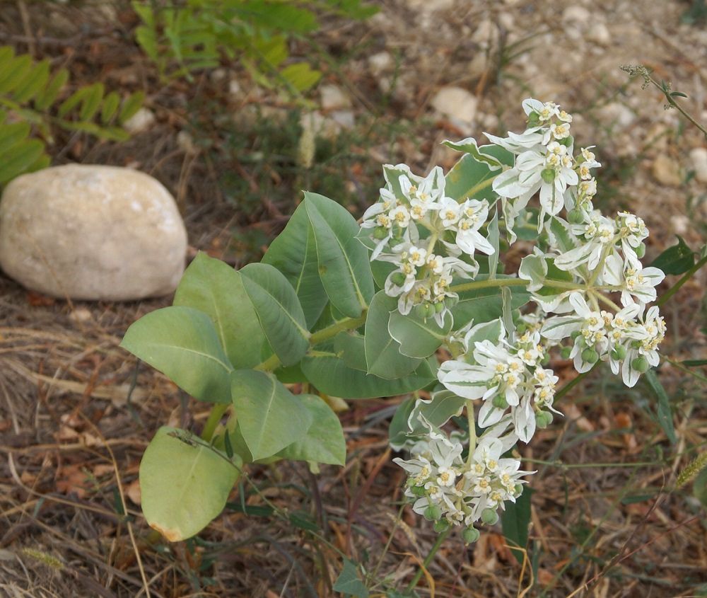 Image of Euphorbia marginata specimen.