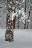 Pinus sylvestris. Нижняя часть ствола растения и ветка, покрытые мокрым снегом. Москва, Жулебинский лес. 05.02.2013.