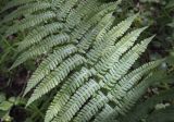 Dryopteris filix-mas