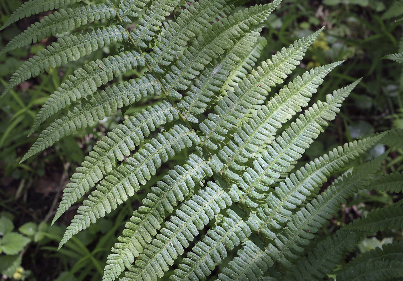 Image of Dryopteris filix-mas specimen.