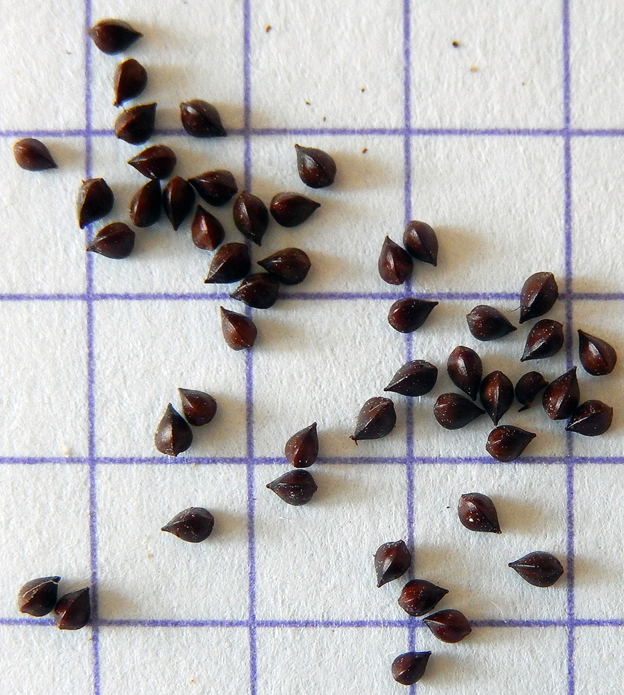 Image of Rumex sanguineus specimen.