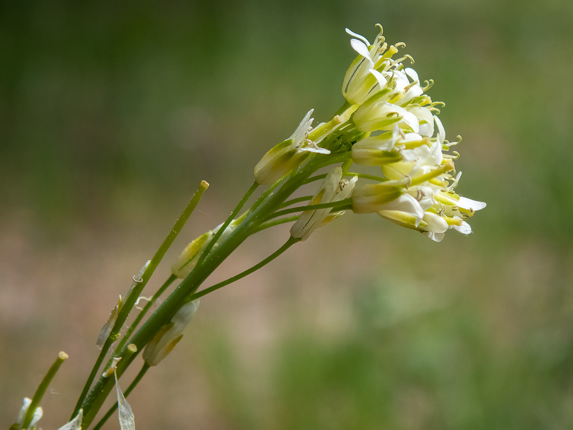 Изображение особи Turritis glabra.