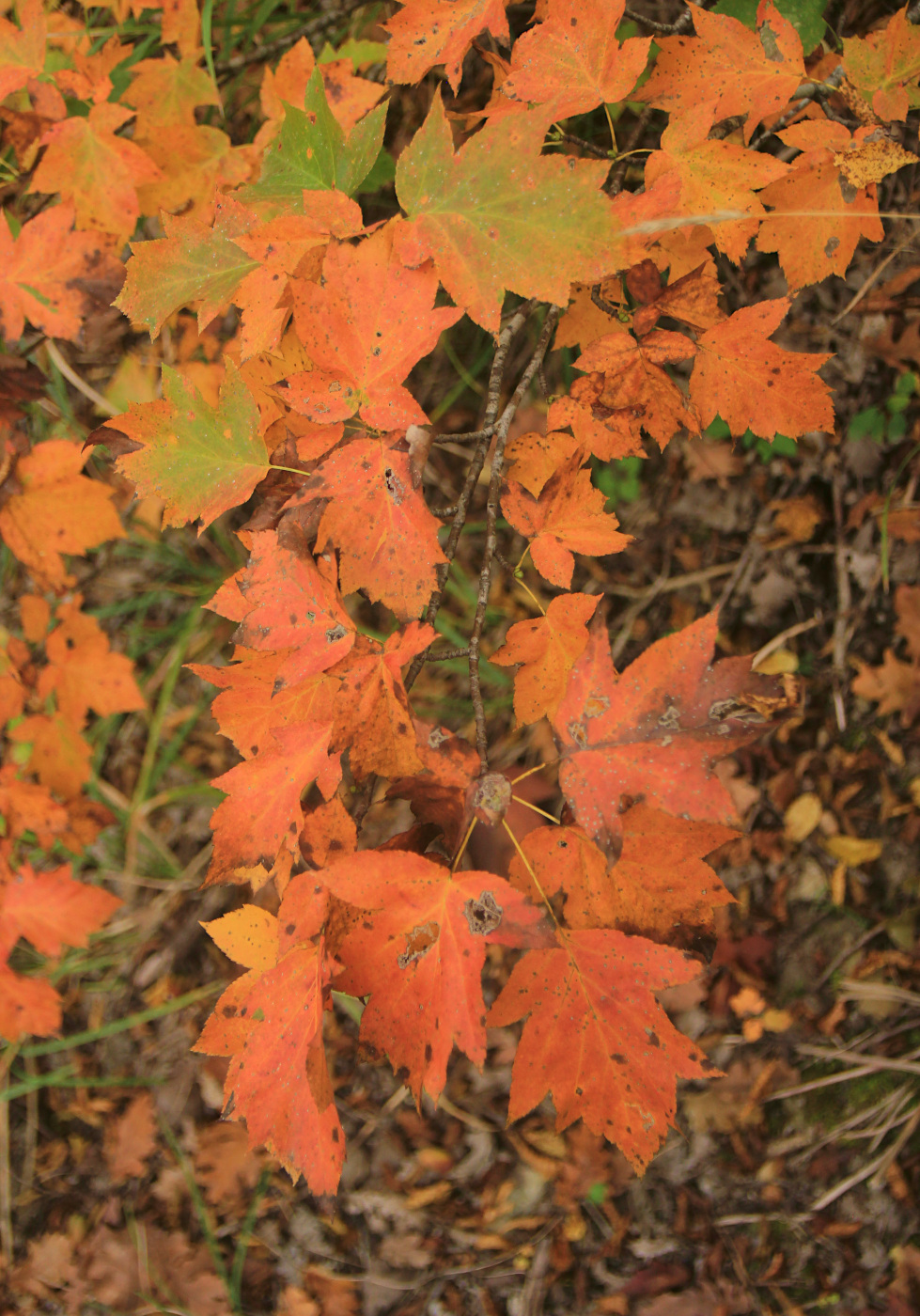 Изображение особи Sorbus torminalis.