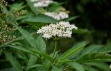 Sambucus ebulus. Верхушка побега с соцветием. Чечня, Шатойский р-н, Нихалойские водопады, опушка широколиственного леса. 26.07.2022.