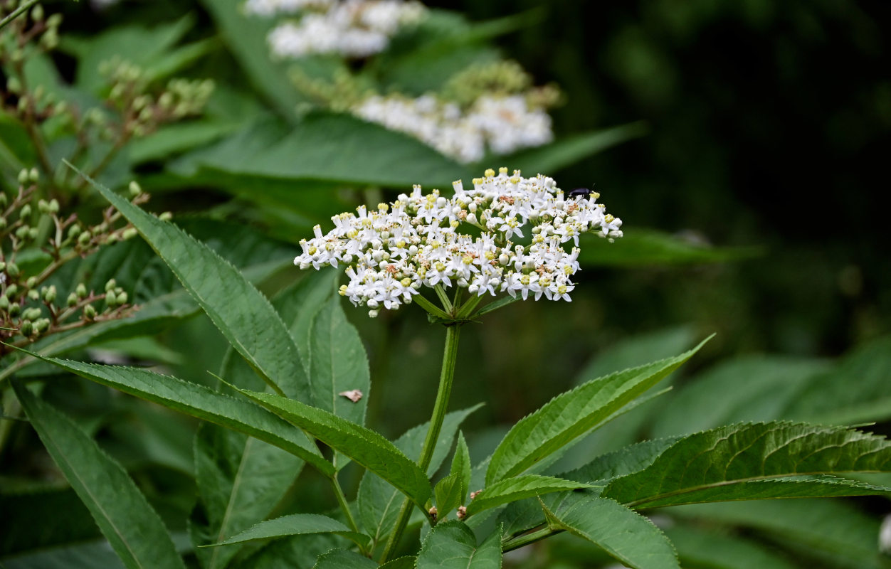 Изображение особи Sambucus ebulus.