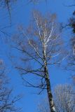 Betula pendula. Верхняя часть покоящегося взрослого дерева. Санкт-Петербург, Старый Петергоф, парк \"Сергиевка\", смешанный мелколиственно-еловый лес. 09.04.2023.