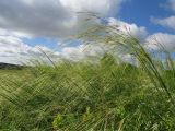 Stipa capillata