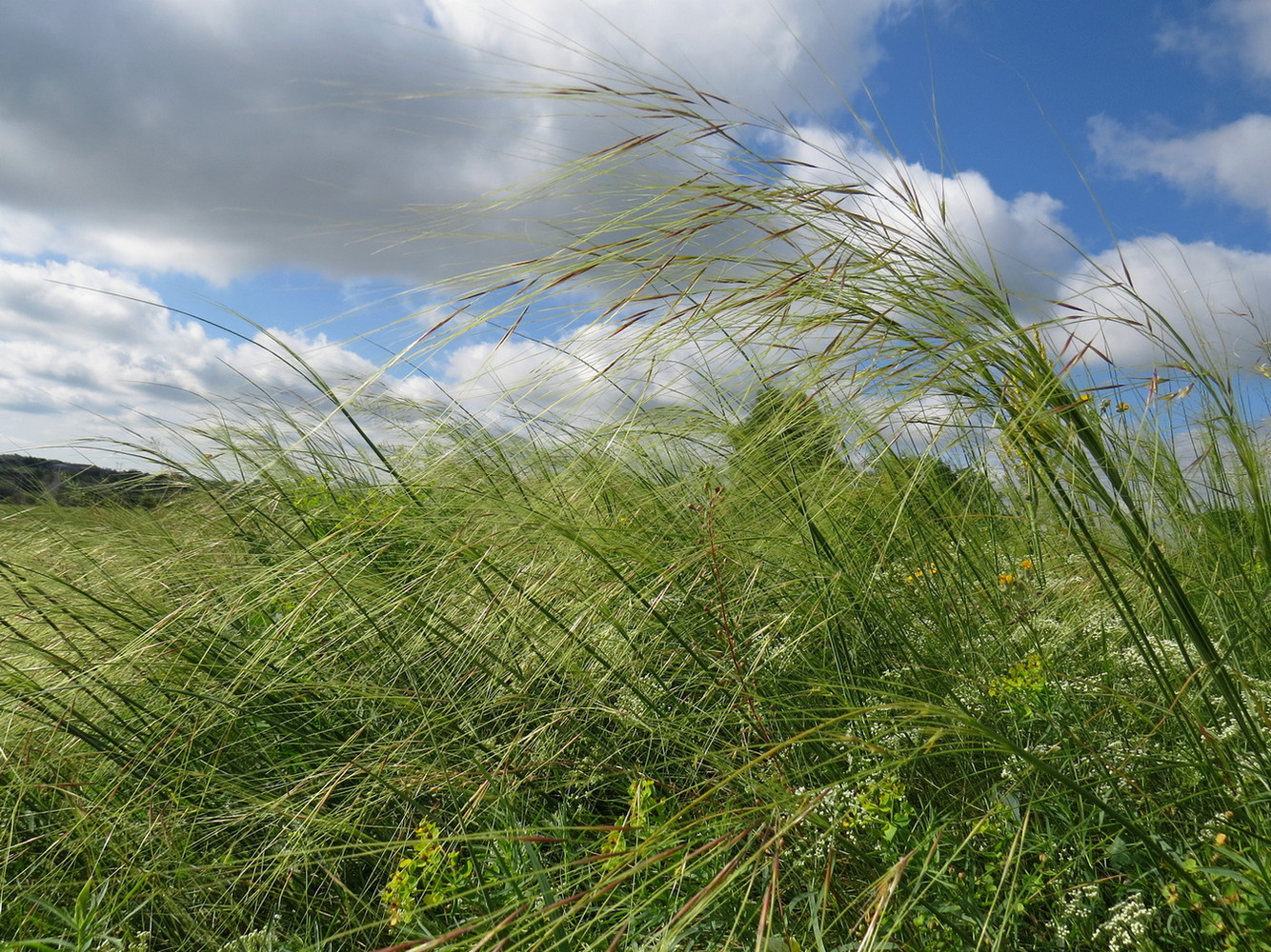 Изображение особи Stipa capillata.