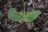 Listera ovata