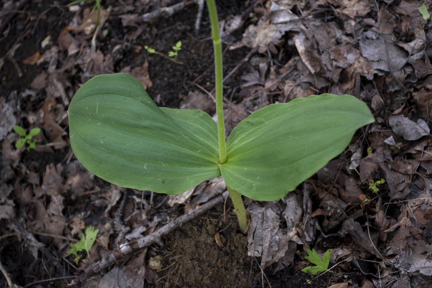 Изображение особи Listera ovata.