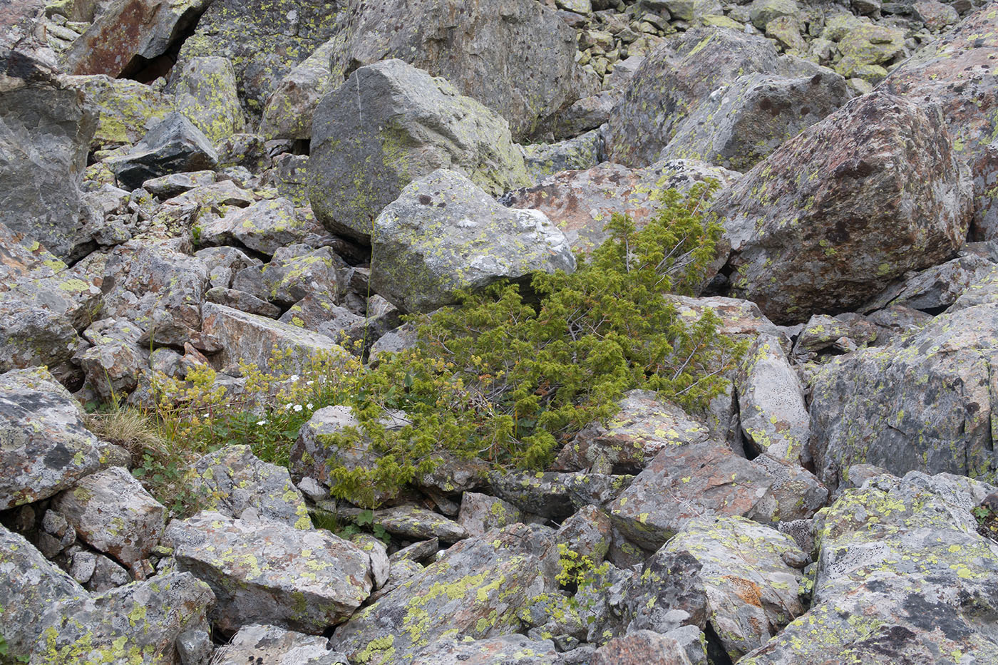 Image of Juniperus hemisphaerica specimen.