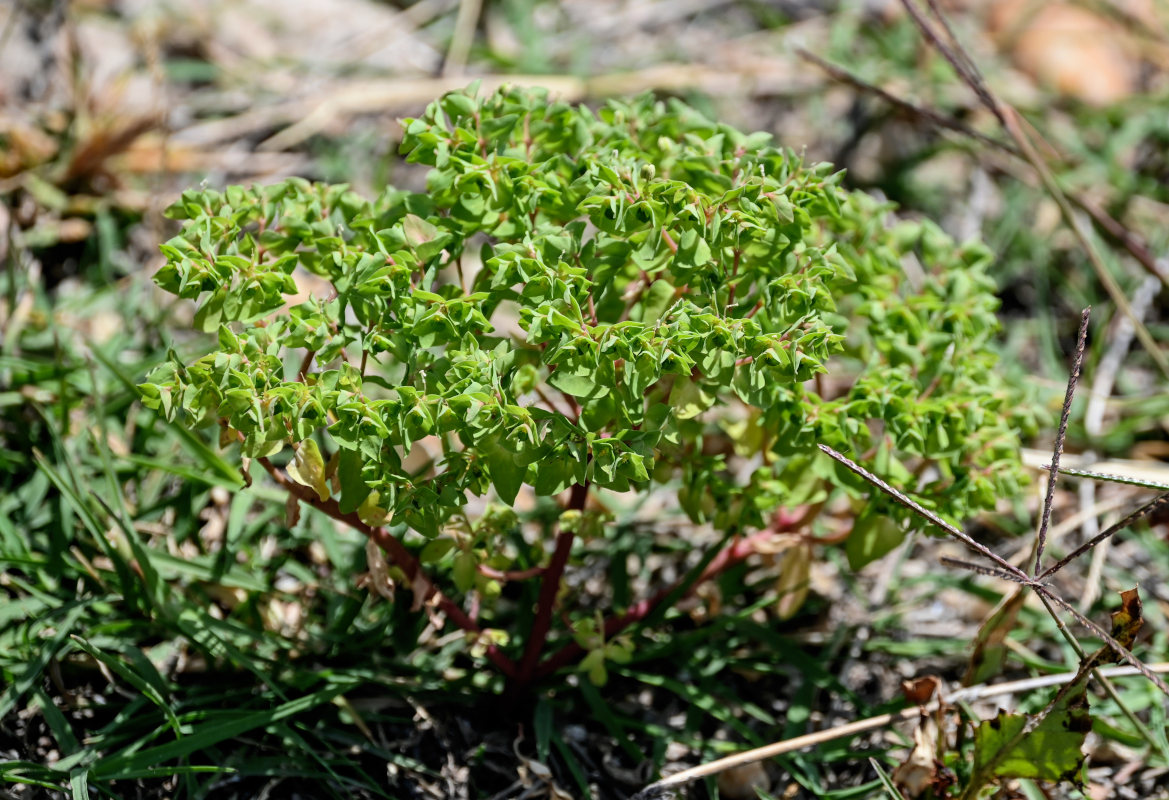 Изображение особи Euphorbia falcata.