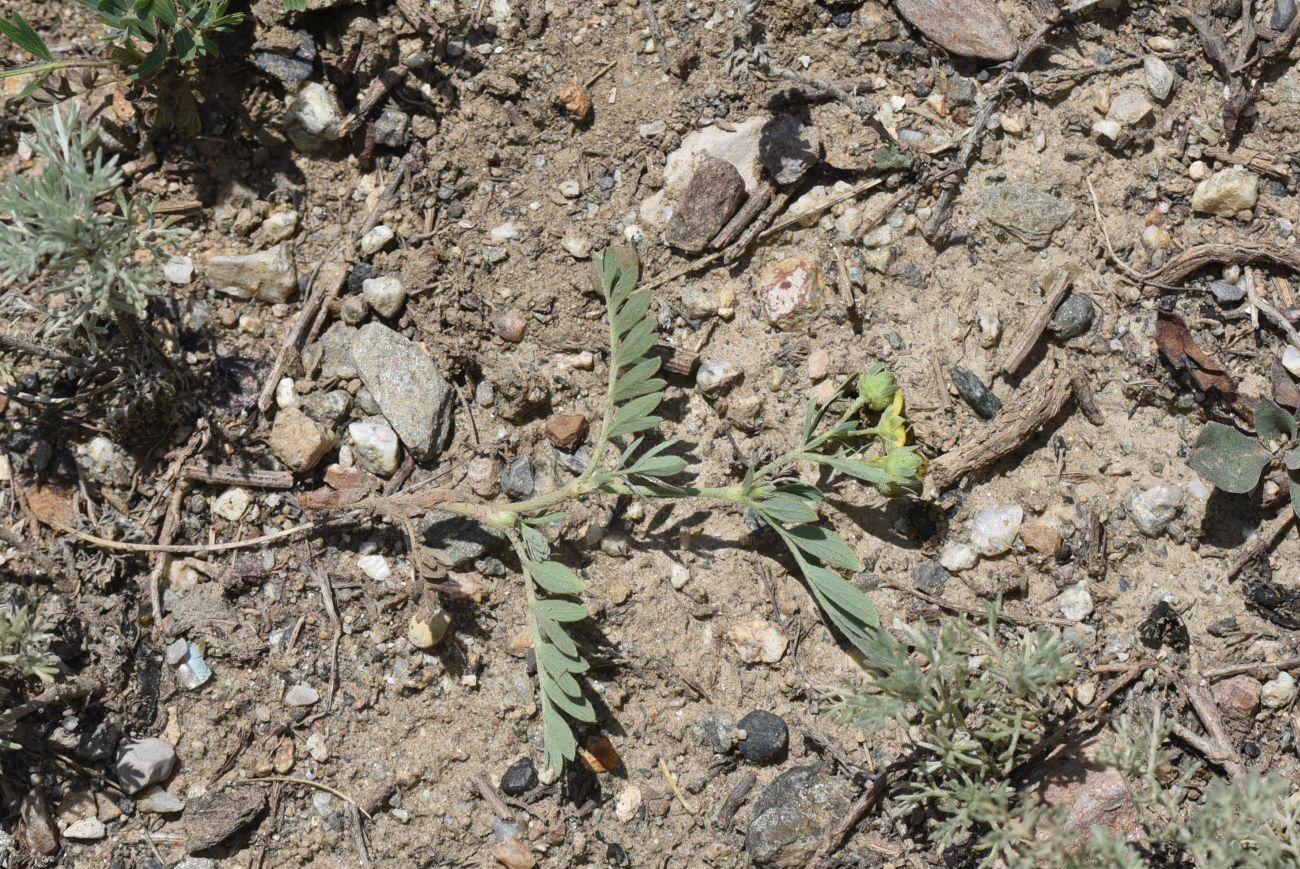 Image of Potentilla orientalis specimen.