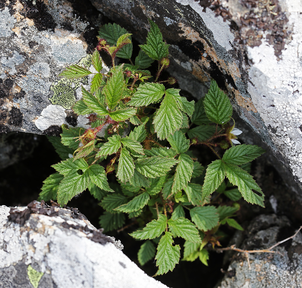 Изображение особи Rubus komarovii.