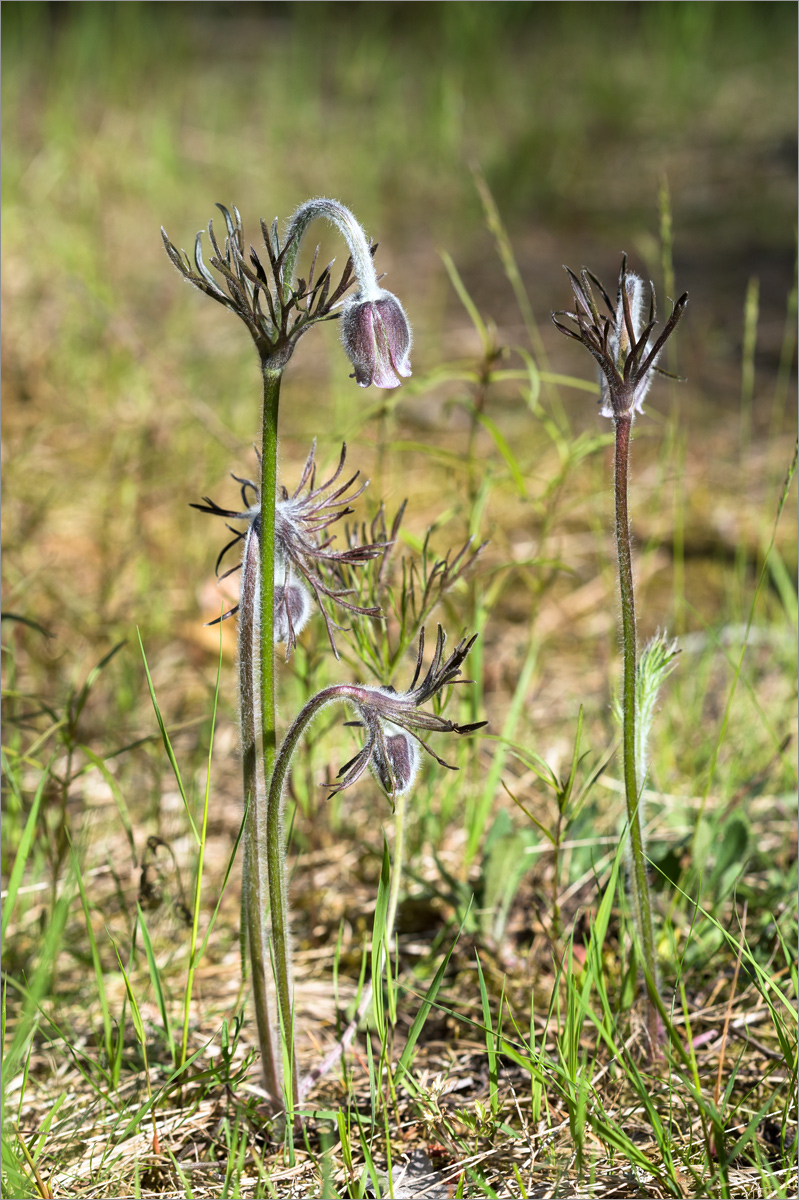 Изображение особи Pulsatilla pratensis.