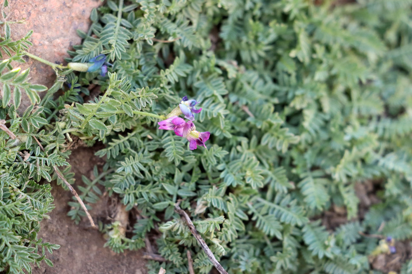 Изображение особи Oxytropis savellanica.