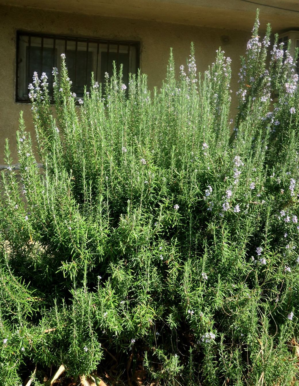 Изображение особи Rosmarinus officinalis.