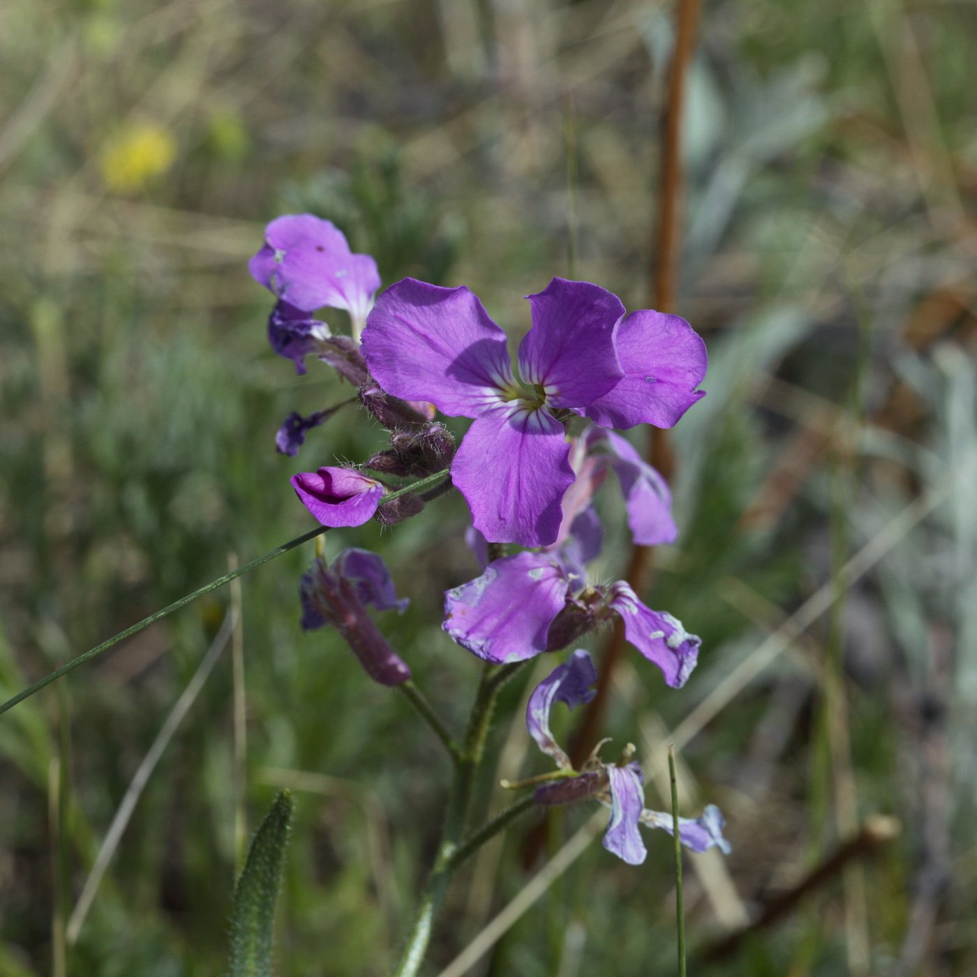 Image of Clausia aprica specimen.